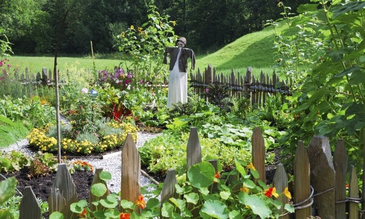 Organize Your Garden to Start a Vegetable Garden