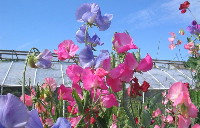 LATHYRUS   Sweet Peas, Annual Flower Information