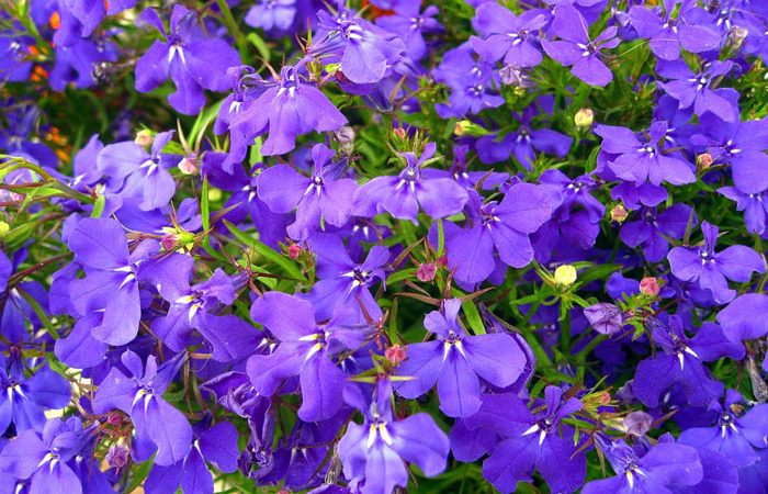 Plant care for Lobelia, Annual Flower Information