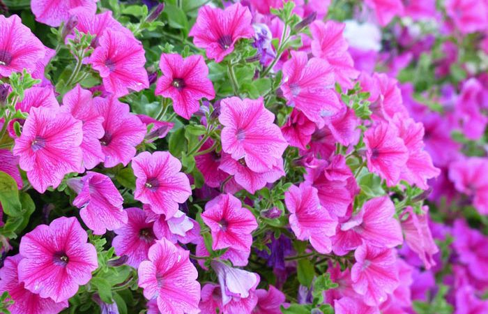 Plant care for Petunia, Annual Flower Information