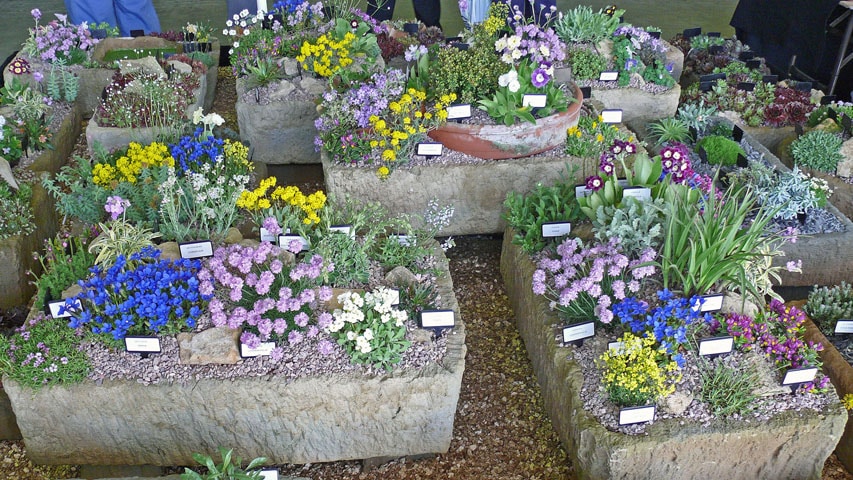 Alpine Container Gardening – Skilled Gardening Suggestions