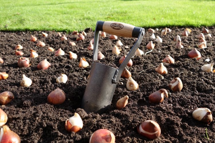 Learn how to maintain Bulbs