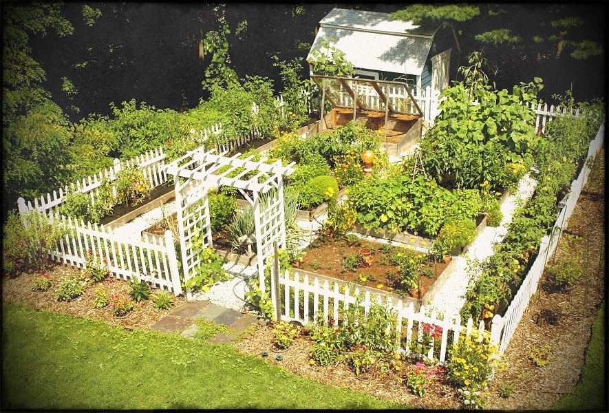 Manage Your Backyard to Begin a Vegetable Backyard