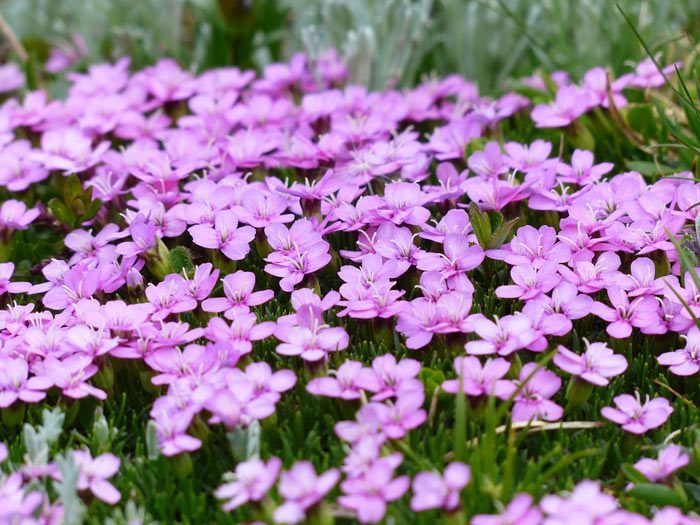 SILENE – Catchfly, Annual Flower Data