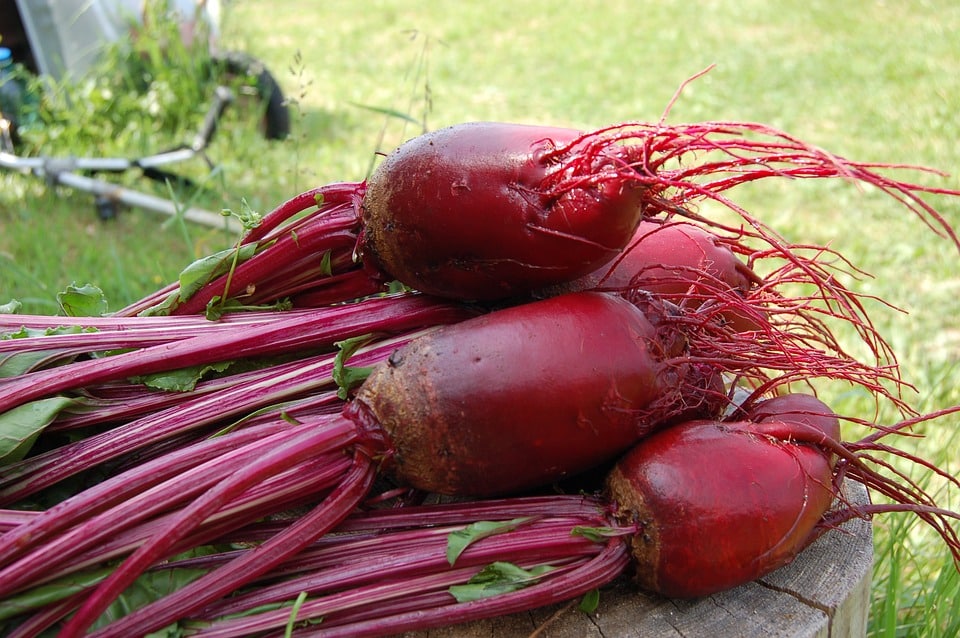 The Vegetable Information – Beet