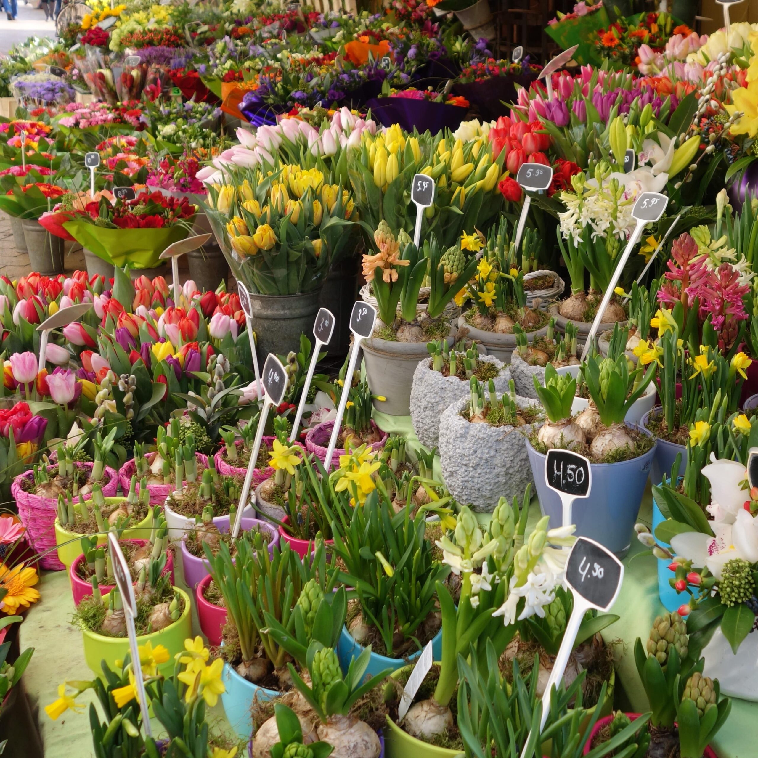 When to buy Bulbs, Corms and Tubers within the Backyard Shops